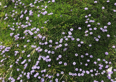 Bodennaher grüner Pflanzen-Teppich mit zahlreichen kleinen, hellvioletten kugeligen Blüten; vereinzelt sichtbare Steine am Bildrand.