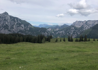 Weite grüne Almwiese mit vereinzelten Tannen und gelben Blumen, im Hintergrund schroffe Berggipfel unter bewölktem Himmel.