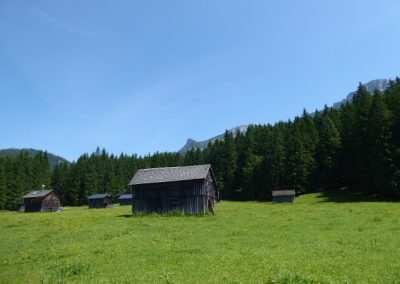 Mehrere hölzerne Schuppen auf einer grünen Bergwiese vor dichter Nadelbaumgrenze und klarem blauem Himmel.