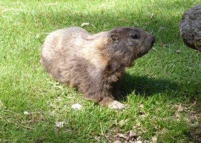Seitliche Nahaufnahme eines Murmeltiers auf Gras bei Tageslicht.