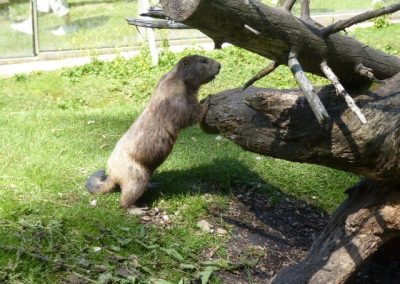 Murmeltier steht auf den Hinterbeinen und stützt sich mit den Vorderpfoten an einem Baumstamm im grünen Gehege; im Hintergrund Zaun und Beine von Besuchern sichtbar.